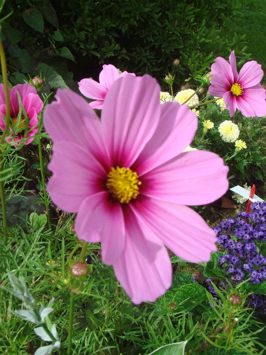 Cosmos bipinnatus 'Versailles rose pur' fleur